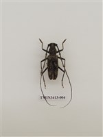 藏品(刺胸山天牛)的圖片